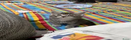 Maine Coon gatti in vendita: Dolcissimi cuccioli  - Annuncio 18