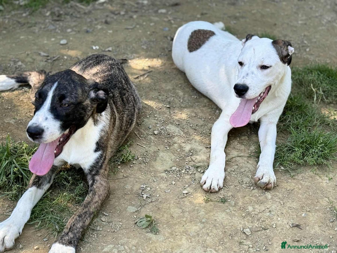 Dogo Argentino cani in regalo: BORIA & BALINA, cucciole mix DOGO ARGENTINO!  - Annuncio 10