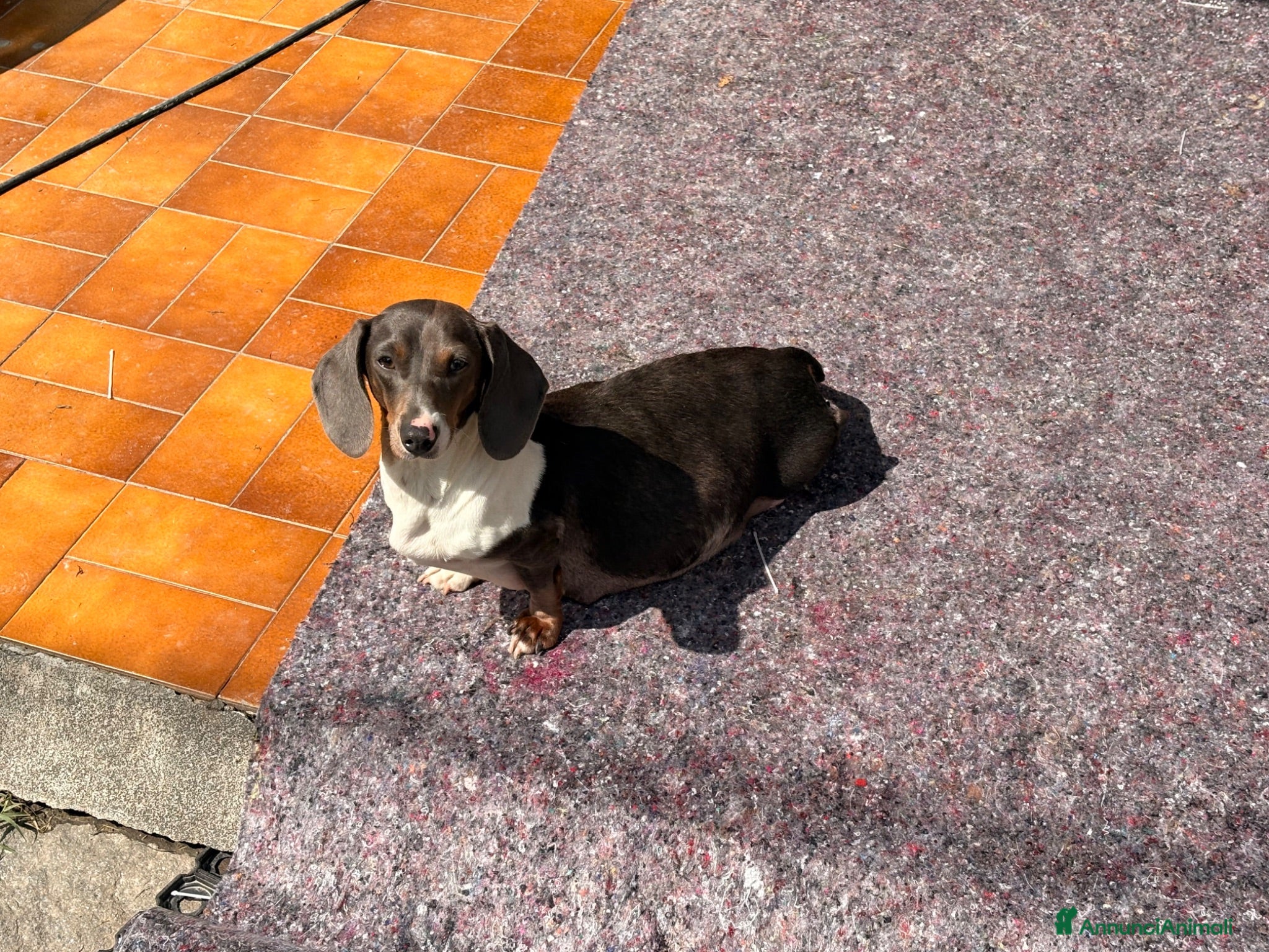 Bassotto cani Bassotto - Annuncio 7