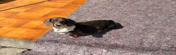 Bassotto cani in vendita: Bassotto - Annuncio 1