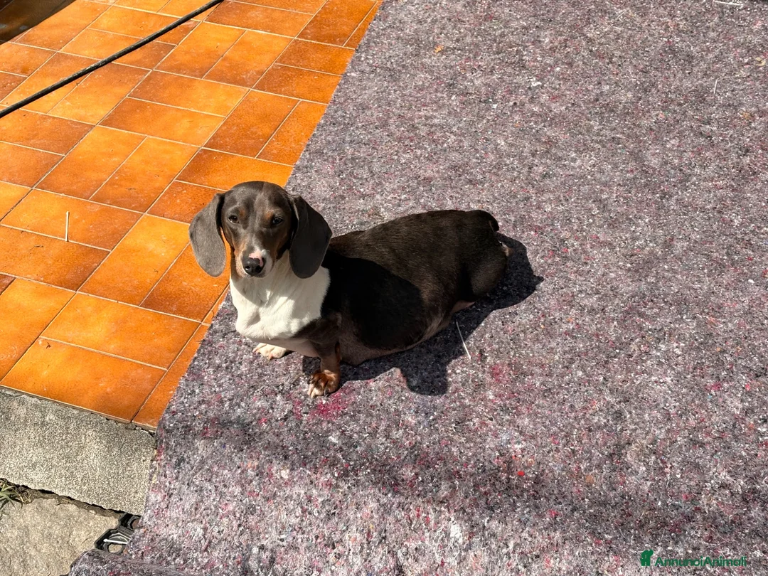 Bassotto cani in vendita: Bassotto - Annuncio 1