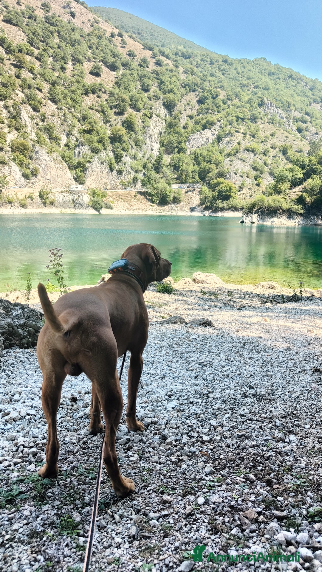 Bracco cani per accoppiamento: Vizla per accoppiamento  - Annuncio 3