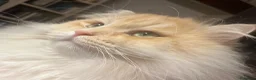 Siberiano gatti in vendita: Gattini siberiani con pedigree - Annuncio 3
