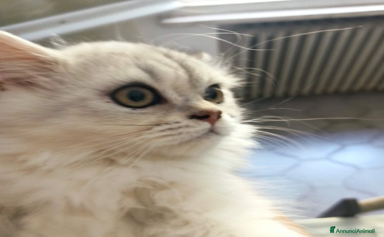 Persiano gatti in vendita a Provincia di Reggio Emilia - Annuncio 4