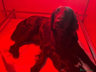 Flat Coated cani Cuccioli Flat Coated Retriever - Annuncio 2