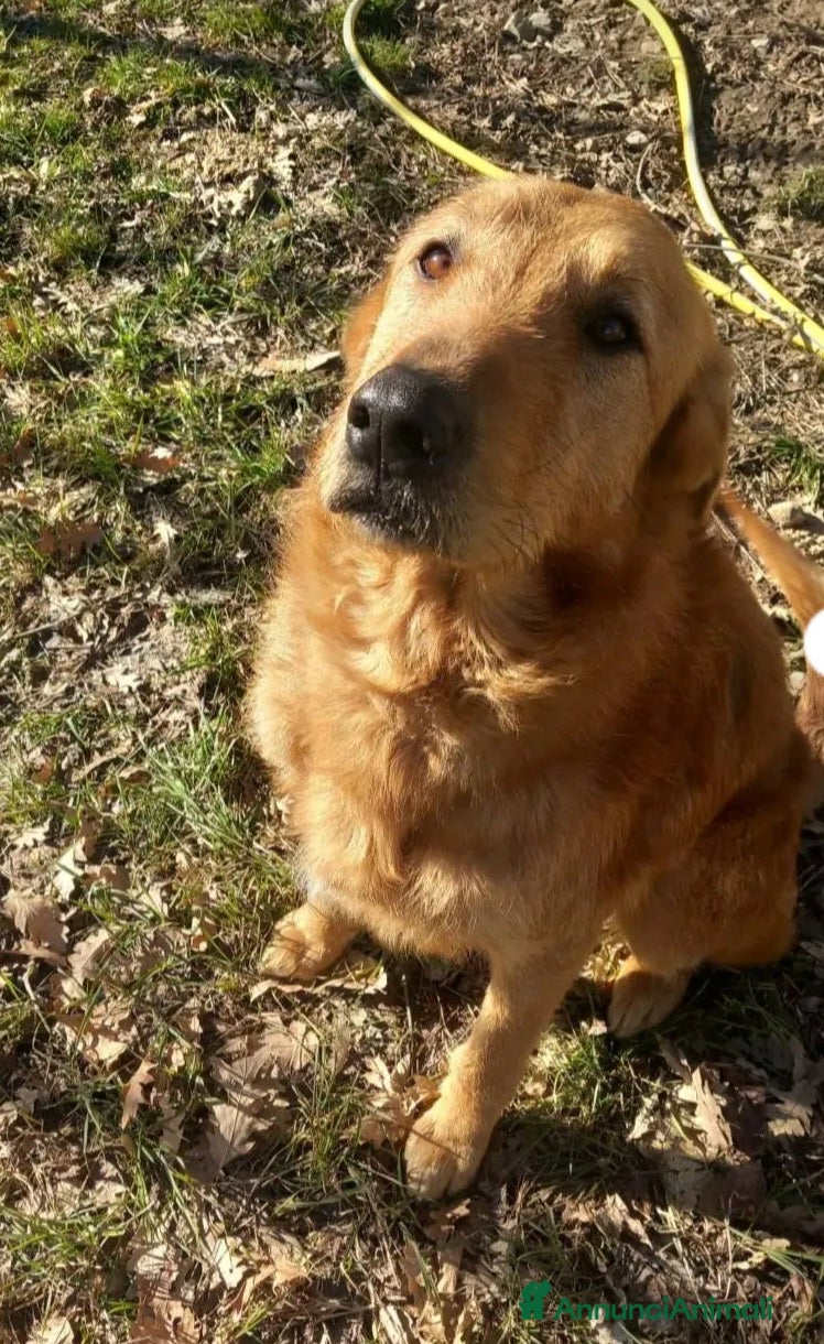 Meticcio cani Zeus 4anni tg media color miele MODENA URGENTE - Annuncio 1