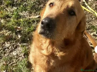 Meticcio cani Zeus 4anni tg media color miele MODENA URGENTE - Annuncio 1