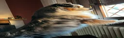 Miniature American Shepherd cani per accoppiamento: Cercasi femmina per accoppiamento  - Annuncio 8
