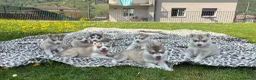 Husky cani in vendita: Cuccioli Siberian Husky  a Provincia di Bergamo - Annuncio 7