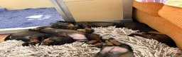 Bassotto cani in vendita: Cuccioli di bassotto tedesco standard a pelo duro - Annuncio 7