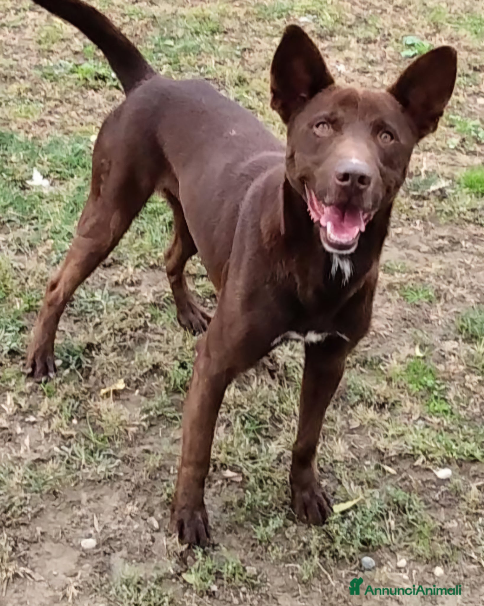 Meticcio cani Aron un super cane in cerca di casa - Annuncio 7