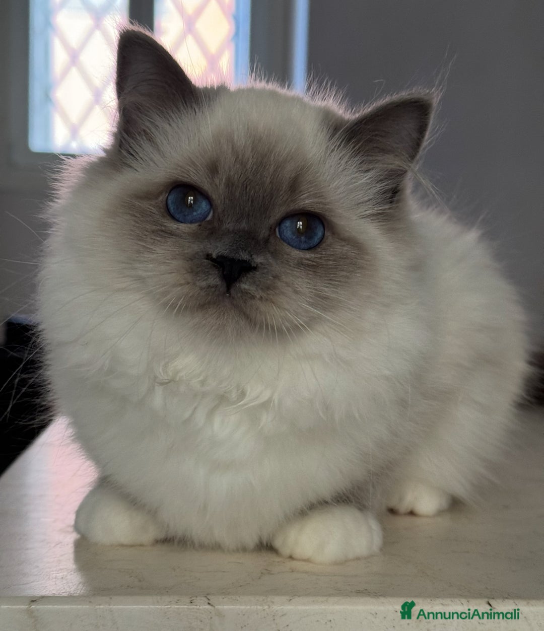 Sacro di Birmania gatti in vendita: Femmina Sacro di Birmania disponibile subito - Annuncio 3