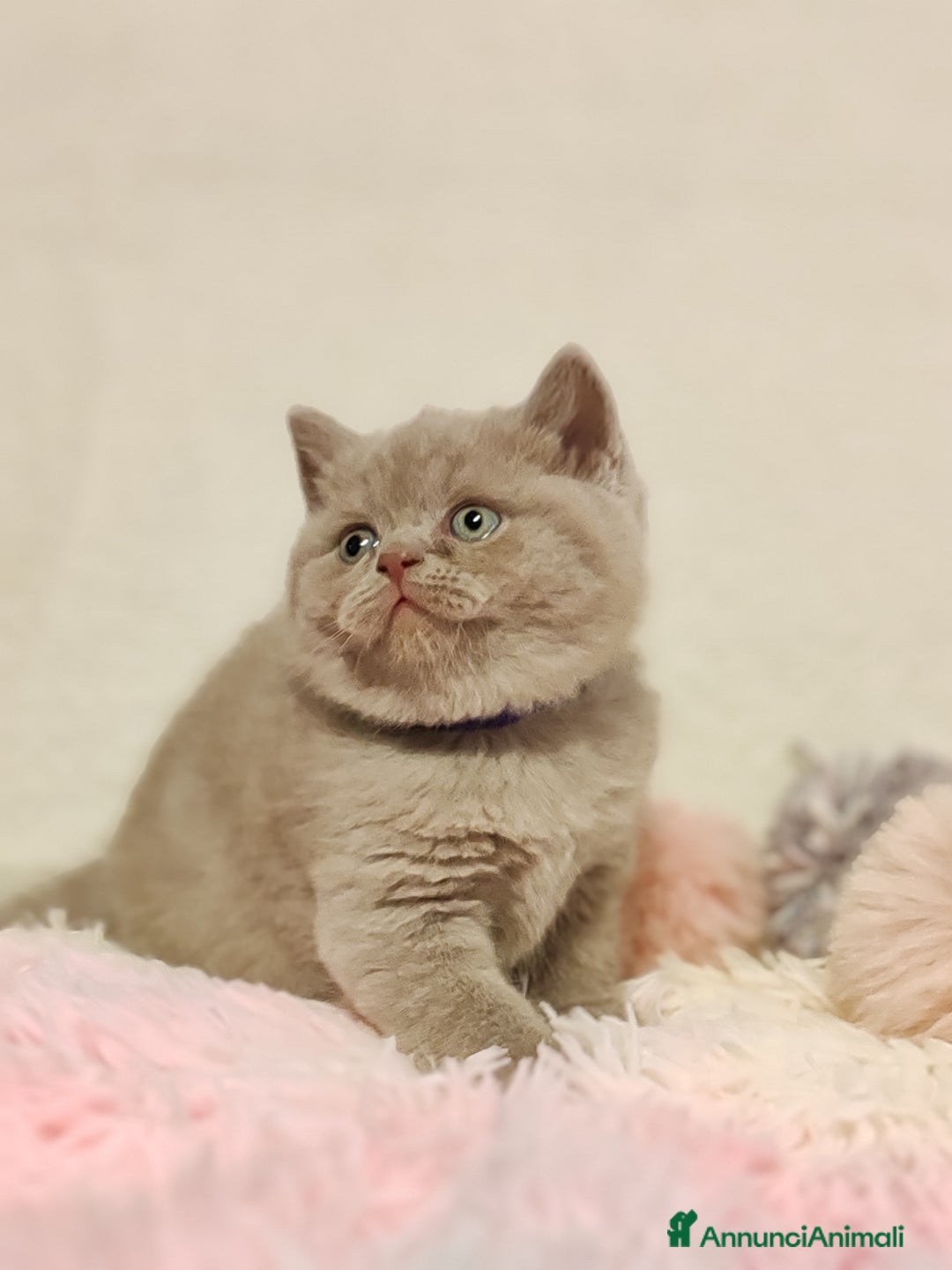 Scottish gatti in vendita: British S. straight femmina - Annuncio 5