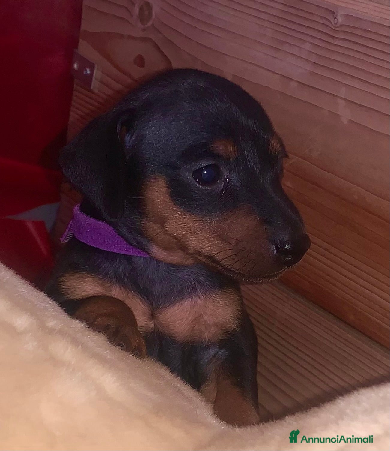 Pinscher Miniatura cani Pinscher nano  - Annuncio 2