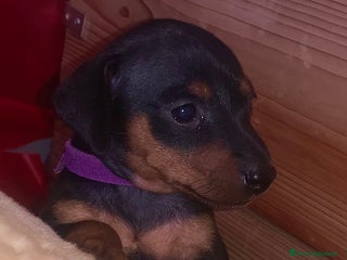 Pinscher Miniatura cani Pinscher nano - Annuncio 14