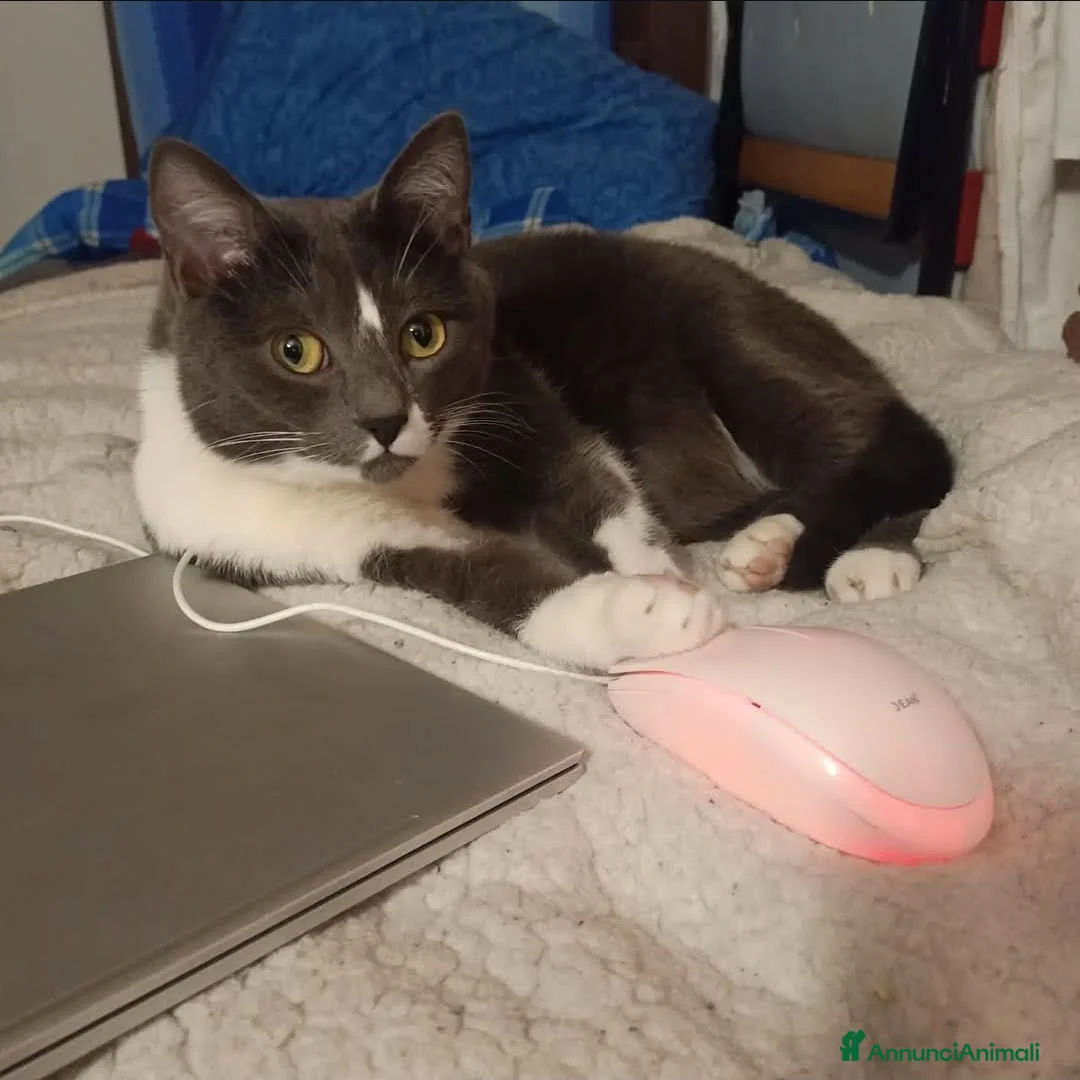 Europeo gatti in regalo: Coppia di gatti fratelli 7 anni (appartamento) - Annuncio 1