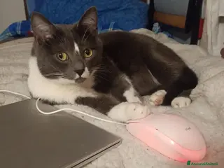 Europeo gatti Coppia di gatti fratelli 7 anni (appartamento) - Annuncio 10