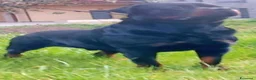 Rottweiler cani in vendita: Cuccioli rottweiler  - Annuncio 15