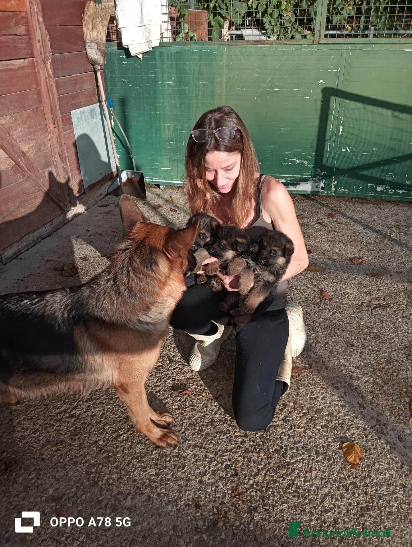 Pastore Tedesco cani in vendita: Cuccioli pastore tedesco - Annuncio 1