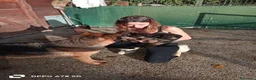 Pastore Tedesco cani in vendita: Cuccioli pastore tedesco a Provincia di Arezzo - Annuncio 1