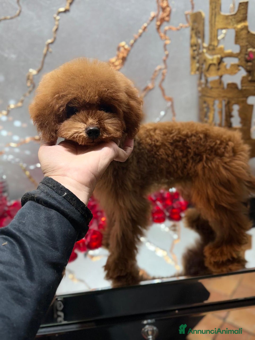 Barboncino Toy cani in vendita: Barboncino Toy con pedegree Enci  - Annuncio 3