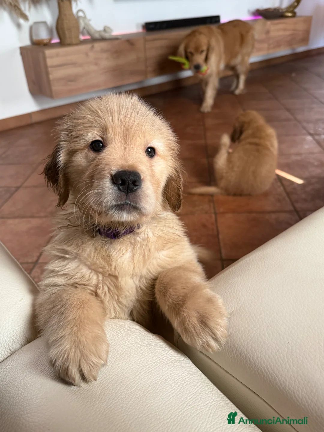 Golden Retriever cani in vendita: Golden Retriever 100% Americani  a Provincia di Pavia - Annuncio 12