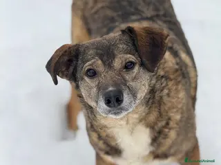 Meticcio cani LULU, tenerissima piccoletta cerca famiglia! - Annuncio 13