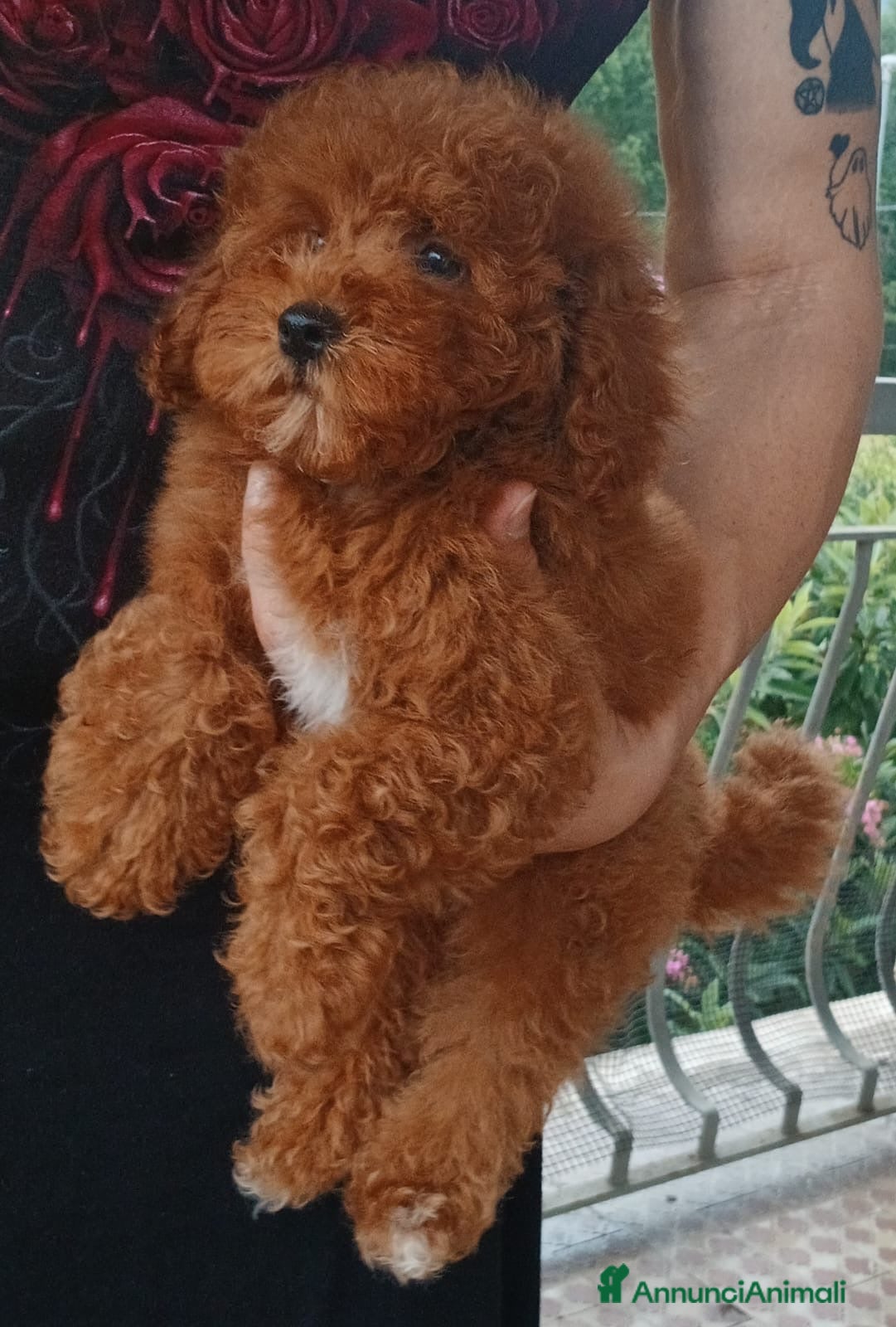 Barboncino Toy cani Barboncino Toy Red  - Annuncio 6