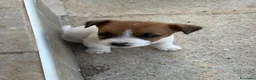 Jack Russell cani in vendita: Cuccioli Jack Russell cercano casa - Annuncio 10
