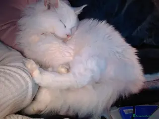 Maine Coon gatti Cuccioli di Maine coon XXL shaded line - Annuncio 3