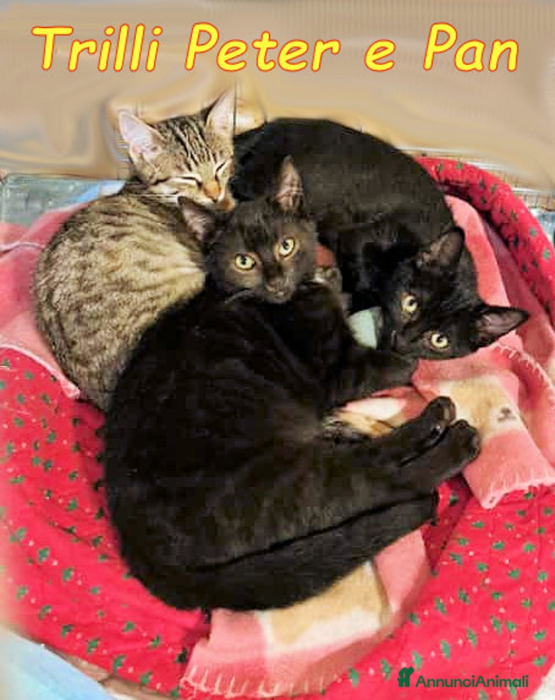 Europeo gatti in regalo: 🐾✨ TRILLI, PETER e PAN ✨🐾 - Annuncio 2