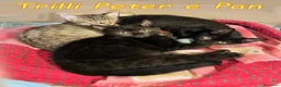 Europeo gatti in regalo: 🐾✨ TRILLI, PETER e PAN ✨🐾 - Annuncio 2