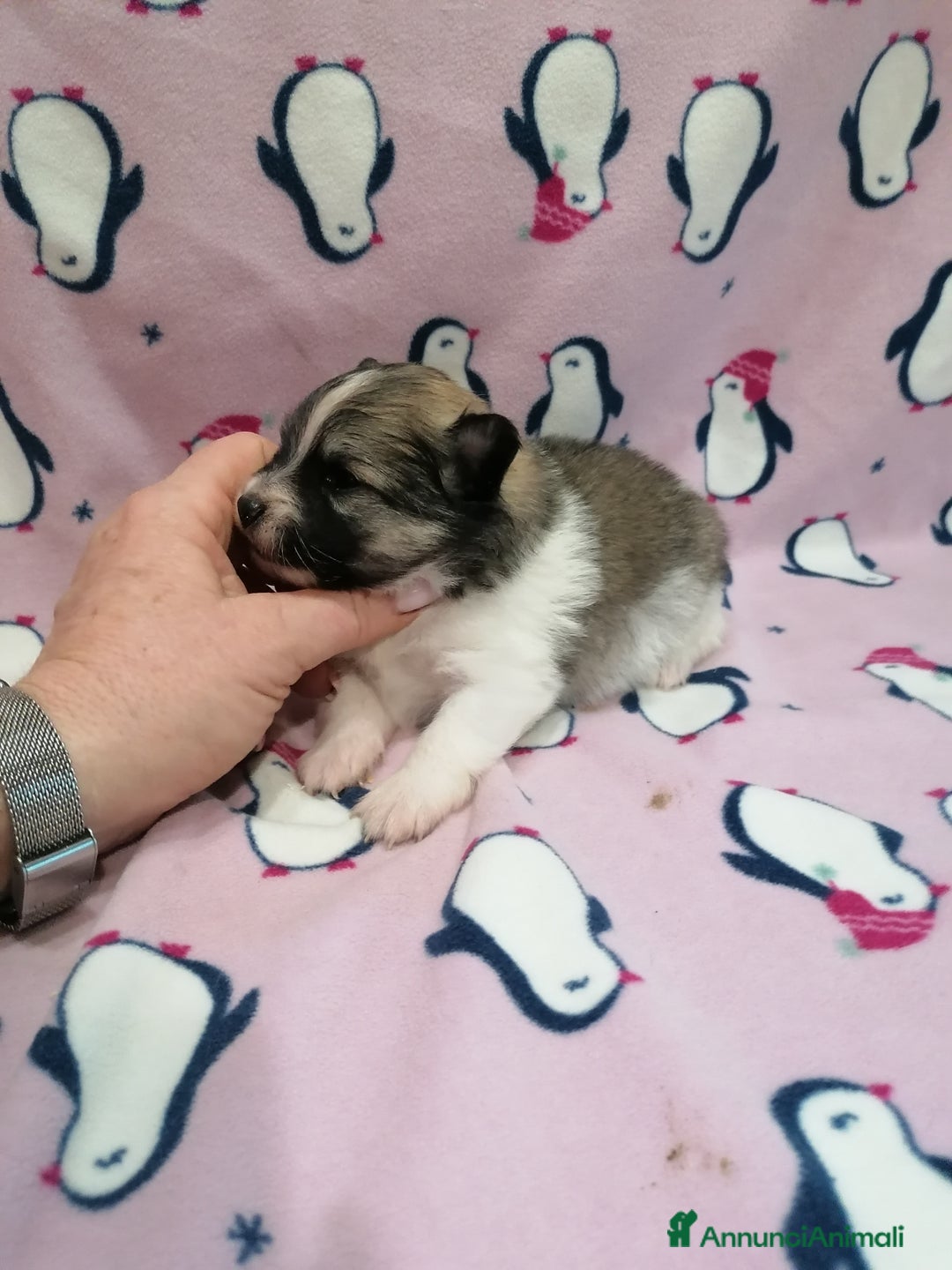 Volpino Pomerania cani in vendita: Volpino Pomerania  - Annuncio 17