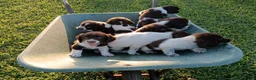 Springer Spaniel Inglese cani in vendita: Springer Spaniel - Annuncio 3