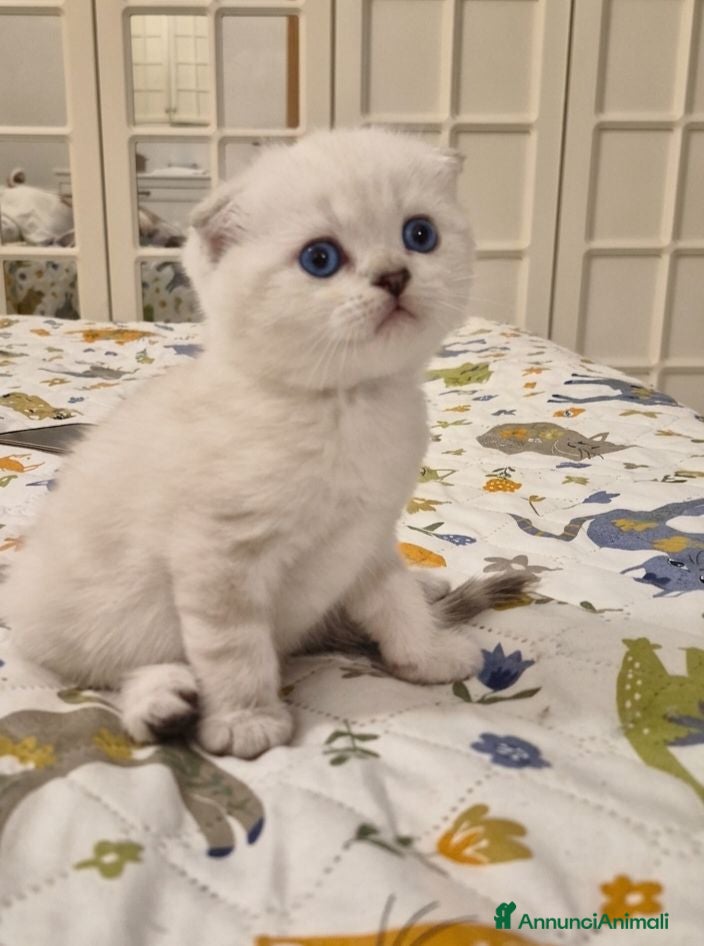 Scottish gatti Cucciolo maschietto scottish - Annuncio 2