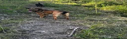 Meticcio cani in regalo: Lola: socievole, equilibrata, affettuosa  - Annuncio 3