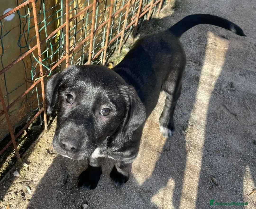 Labrador cani in regalo: VITTORIA - Annuncio 6
