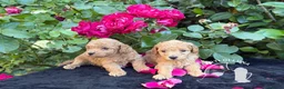 Barboncino Toy cani in vendita: Barboncino Toy – TreQuartidiLuna - Annuncio 4