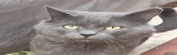 Certosino gatti in vendita: Gattina certosino  - Annuncio 4