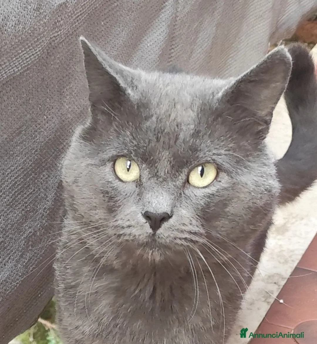 Certosino gatti in vendita: Gattina certosino  - Annuncio 4