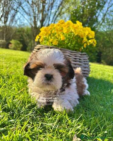 Shih Tzu cani a Città metropolitana di Milano - Annuncio 10
