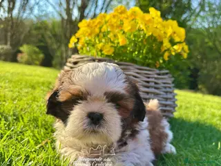 Shih Tzu cani SHIHTZU CUCCIOLI con pedigree ENCI alta genealogia a Città metropolitana di Milano - Annuncio 3