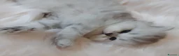 Persiano gatti in vendita: Persiani Chinchilla a Provincia di Ferrara - Annuncio 6