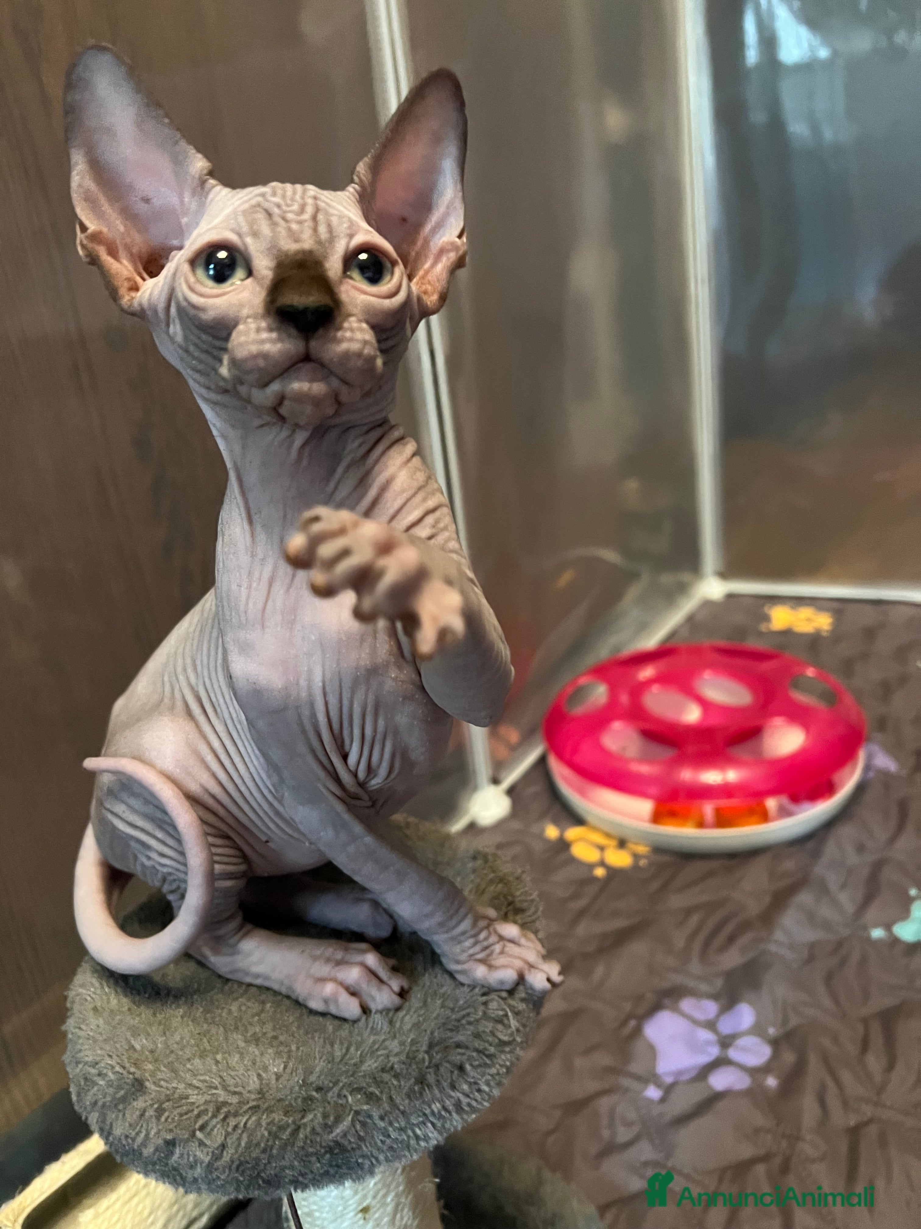 Sphynx gatti Sphynx  a Città metropolitana di Roma Capitale - Annuncio 2