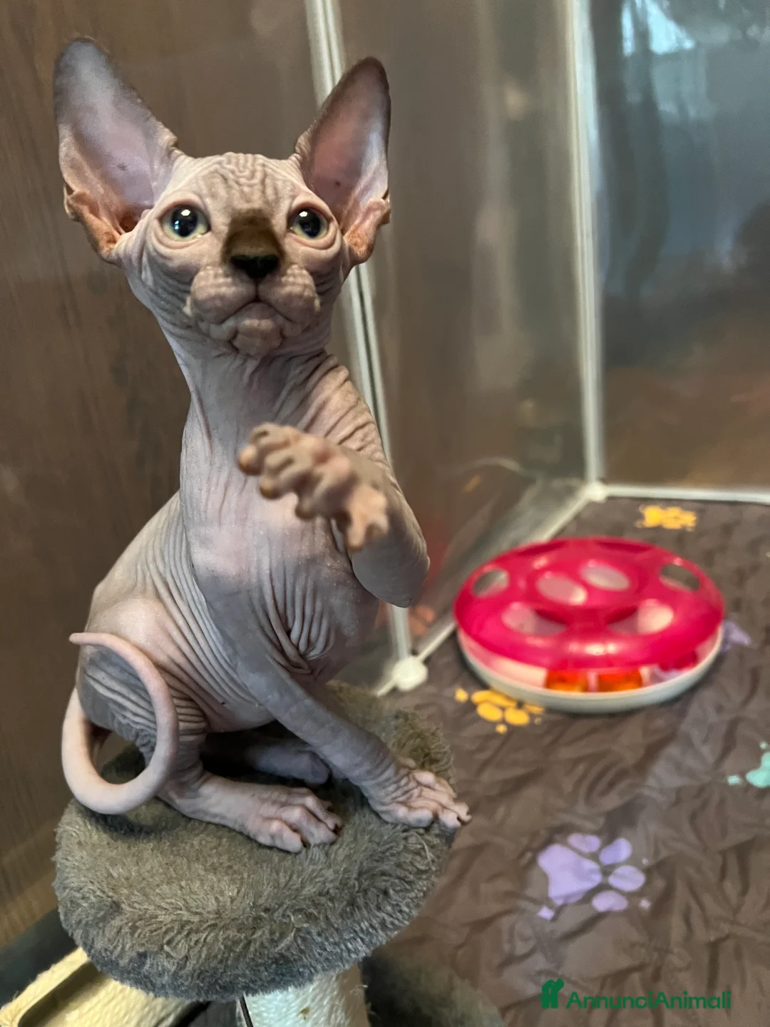 Sphynx gatti in vendita: Sphynx  a Città metropolitana di Roma Capitale - Annuncio 2
