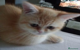 Scottish gatti in vendita: Gattini Scottish Straight  a Provincia di Modena - Immagine 4