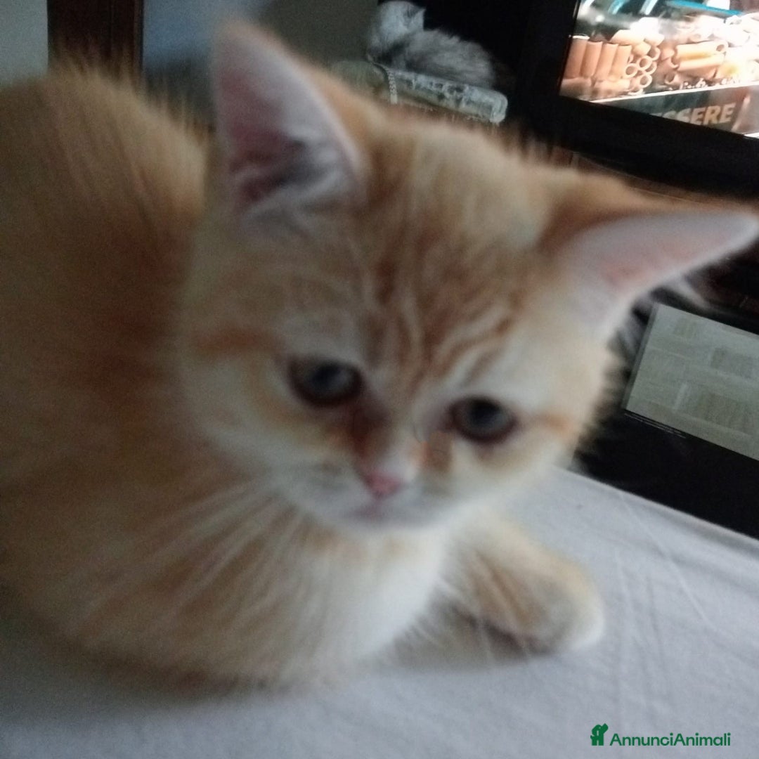 Scottish gatti in vendita: Gattini Scottish Straight  a Provincia di Modena - Immagine 4