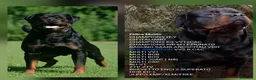 Rottweiler cani in vendita: Disponibili cuccioli Rottweiler  - Annuncio 14