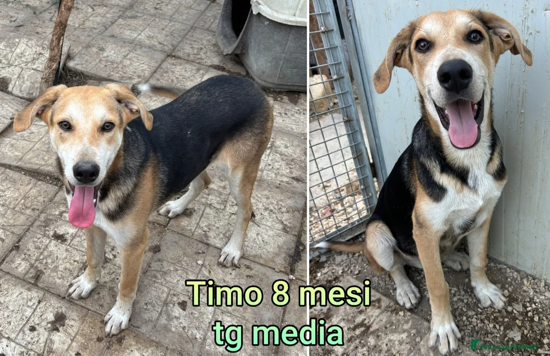 Meticcio cani in regalo: CUCCIOLI ABBANDONATI: EMERGENZA  - Annuncio 13