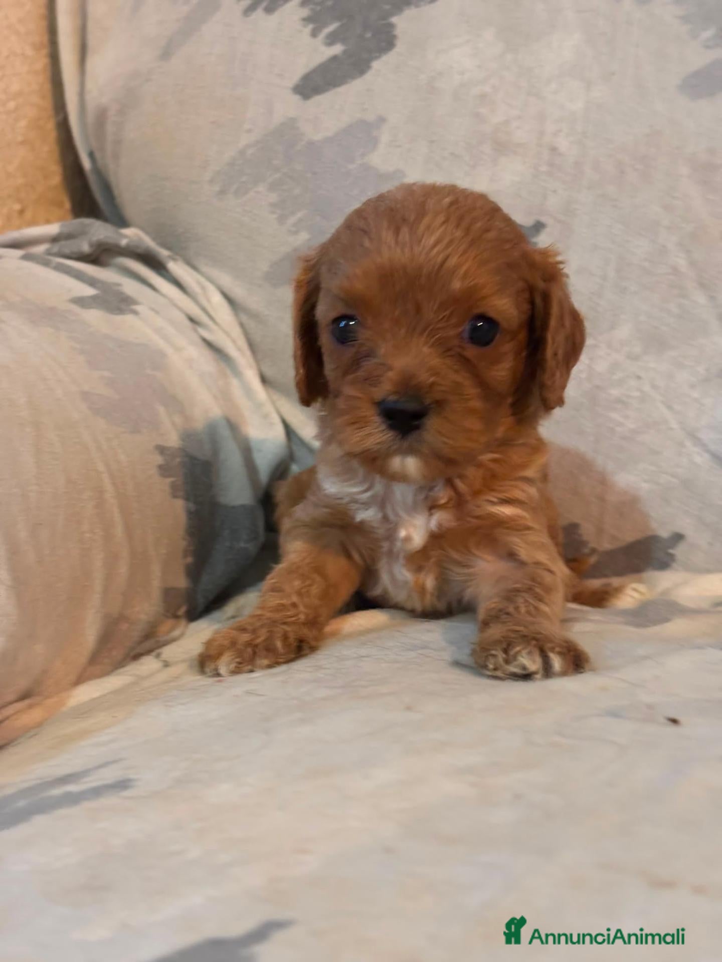 Cavapoo cani Cuccioli di cavapoo - Annuncio 25